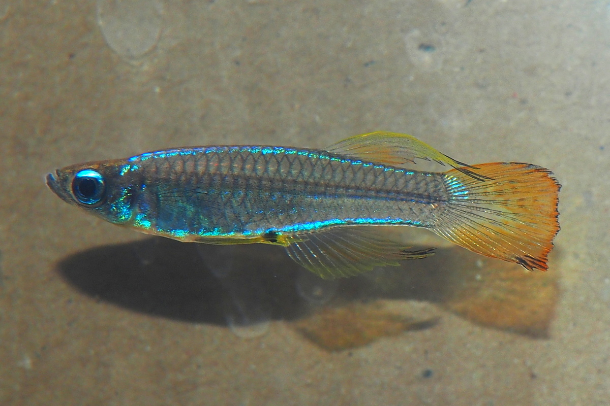 P2080081 (2) (2) (2).jpg