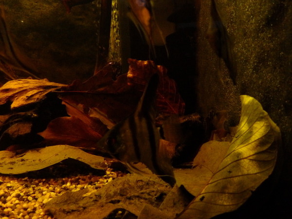 P4290144.JPG
