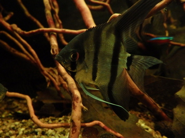 P4300217.JPG