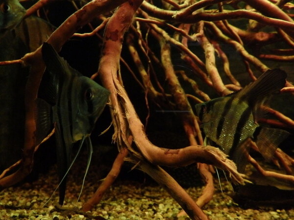 P4300219.JPG