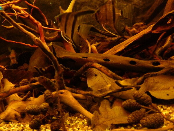 P4300221.JPG