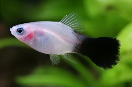 Panda_Platy_zpsjzl8vpa8.jpg