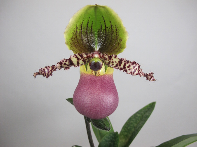 paphiopedilum_pinocchio_5.jpg