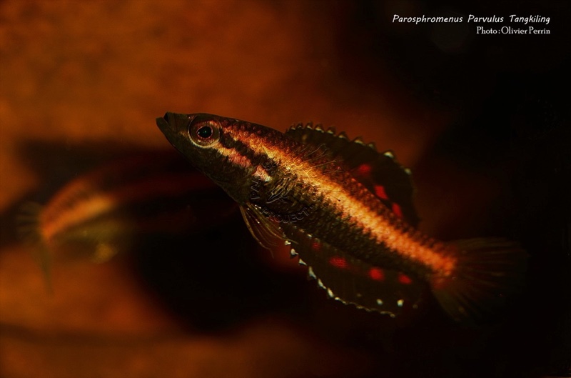 Parosphromenus_parvulus_tangkiling_OlivierPerrin4.jpg