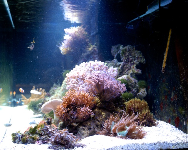 pdvfr-zeeaquarium-00035.jpg