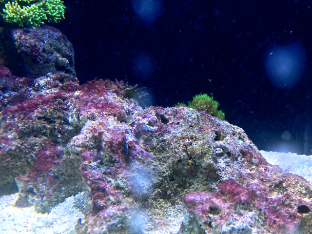 pdvfr-zeeaquarium-00044.jpg