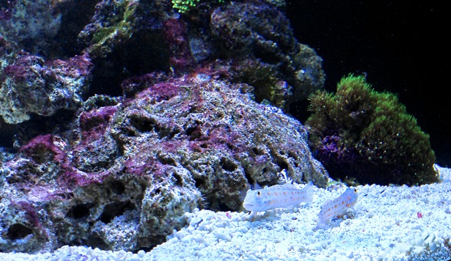 pdvfr-zeeaquarium-00045.jpg