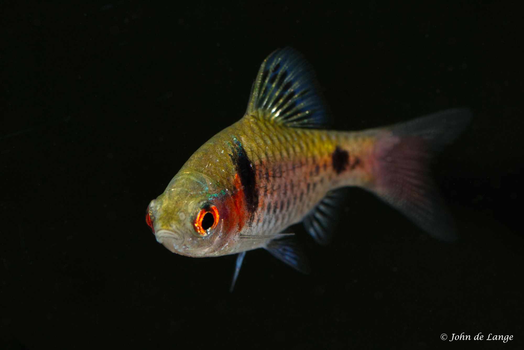 Pethia ticto - Odessa 4683.jpg