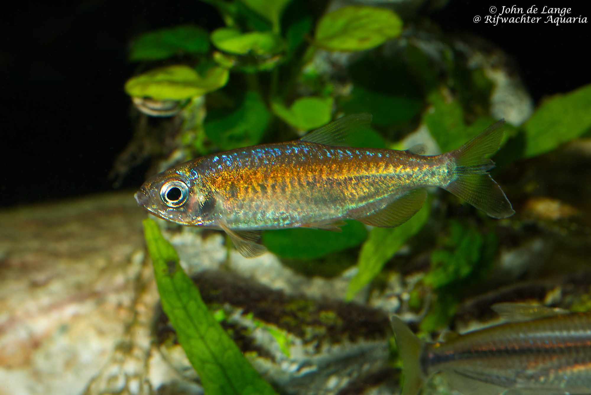 Phenacogrammus sp Fantastic 4900.jpg