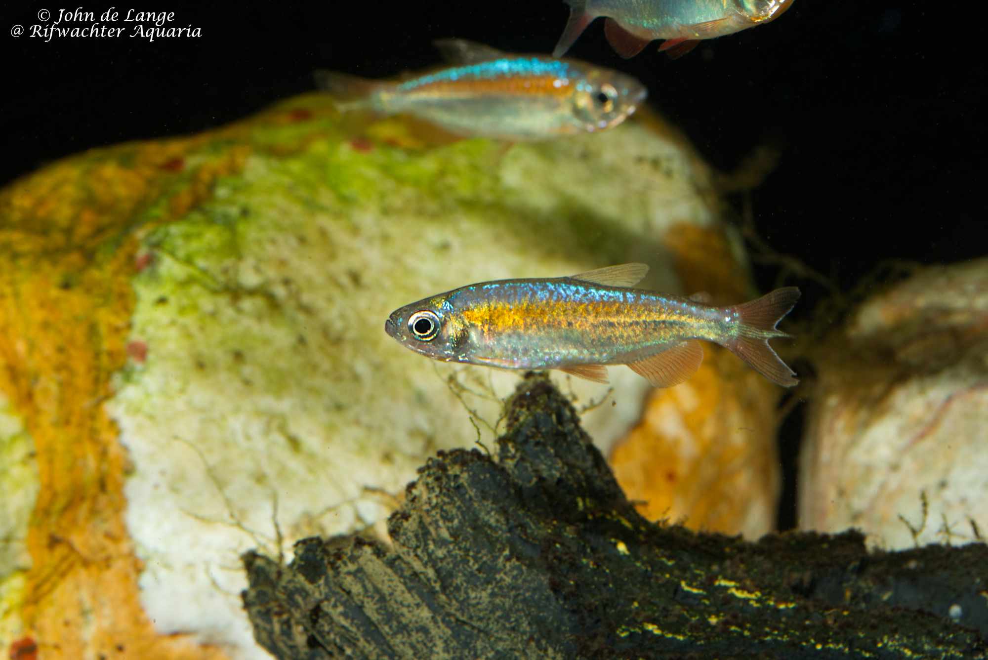 Phenacogrammus sp Fantastic 4905.jpg
