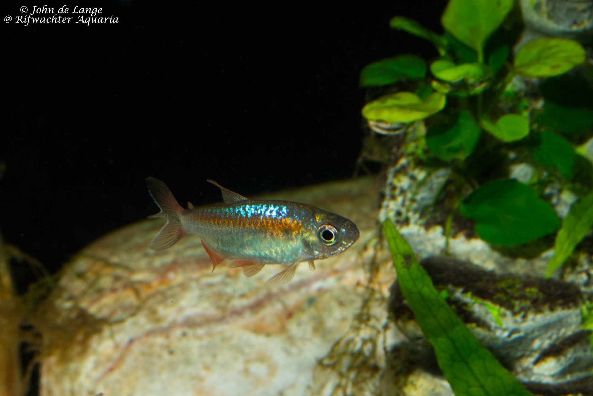 Phenacogrammus sp Fantastic 4912.jpg