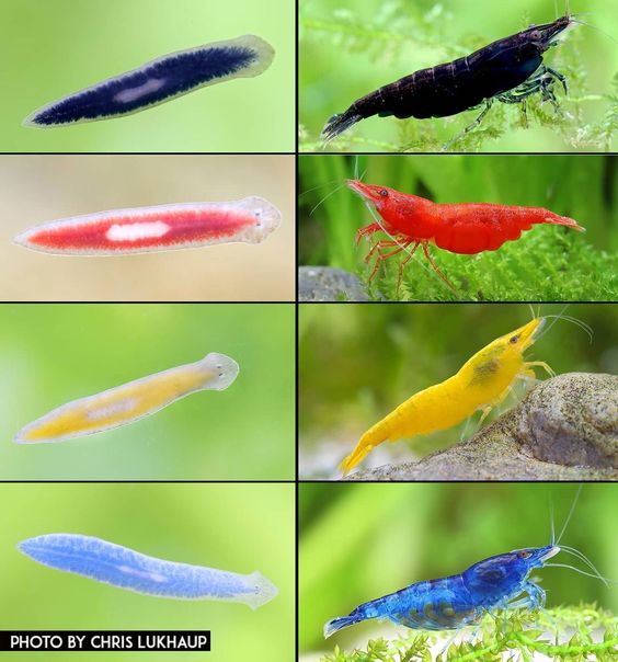 planaria-colors.jpg