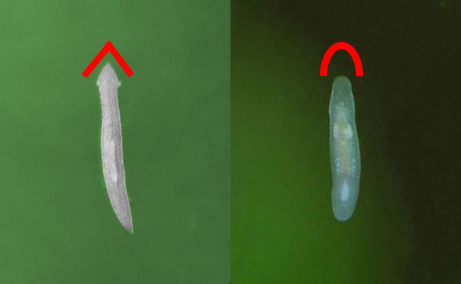 Planaria-vs-rhabdocoela-flatworm-compared-side-by-side.jpg