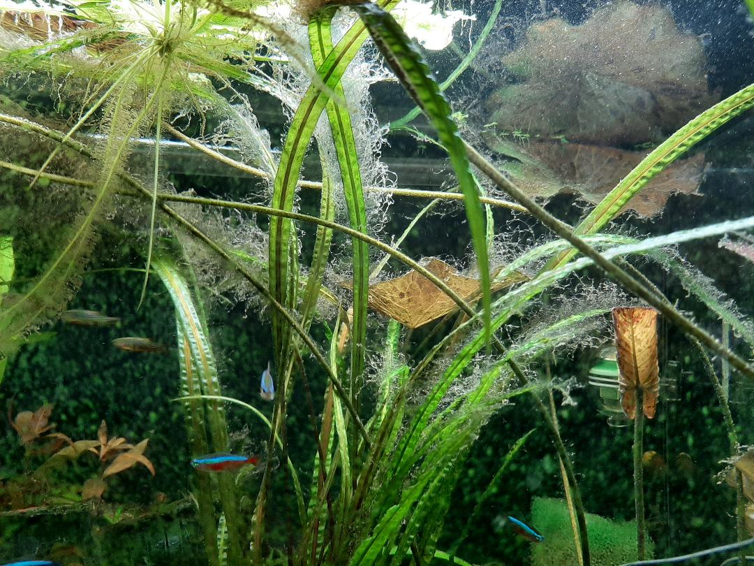 plant draadjes.jpg