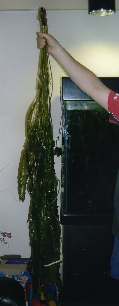 plant.jpg