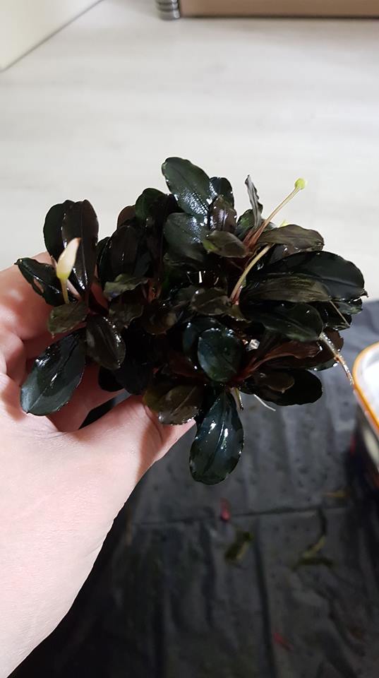 plant.jpg