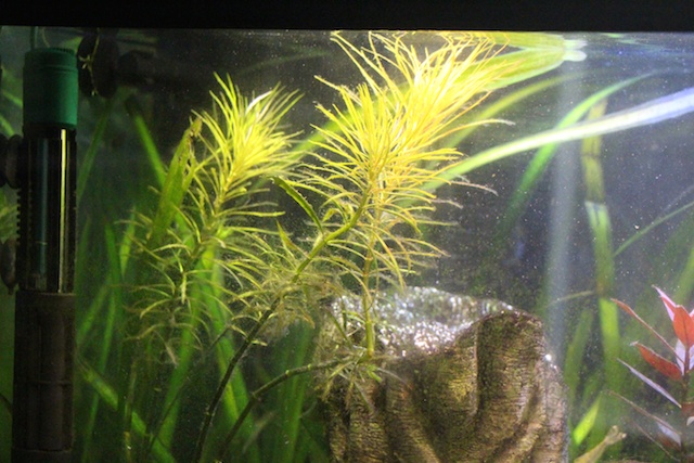 plant_1.jpg