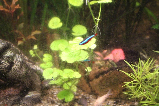 plant_2.jpg