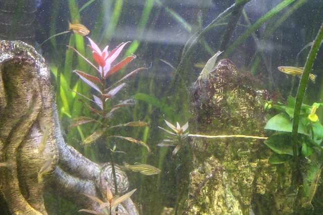 plant_roos.jpg