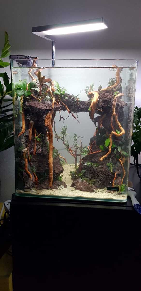 planted.jpg