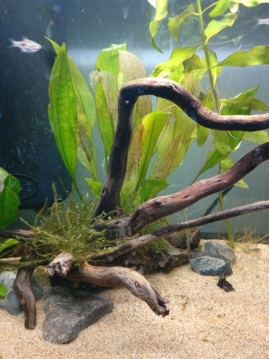 Planten Aquarium 60L.jpeg