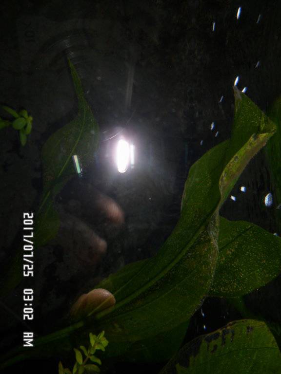 Planten baard alg en zijkant van de achterwand tussen het glas 005.JPG