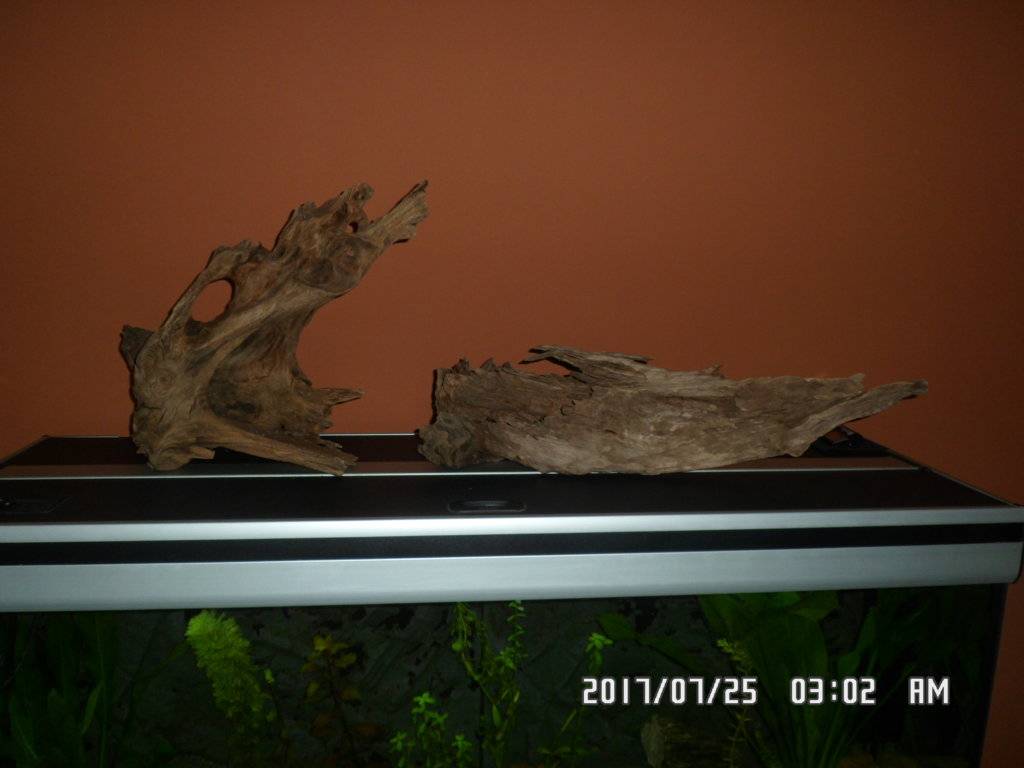 Planten baard alg en zijkant van de achterwand tussen het glas 007.JPG