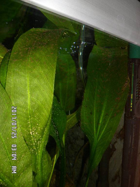 Planten baard alg en zijkant van de achterwand tussen het glas 009.JPG