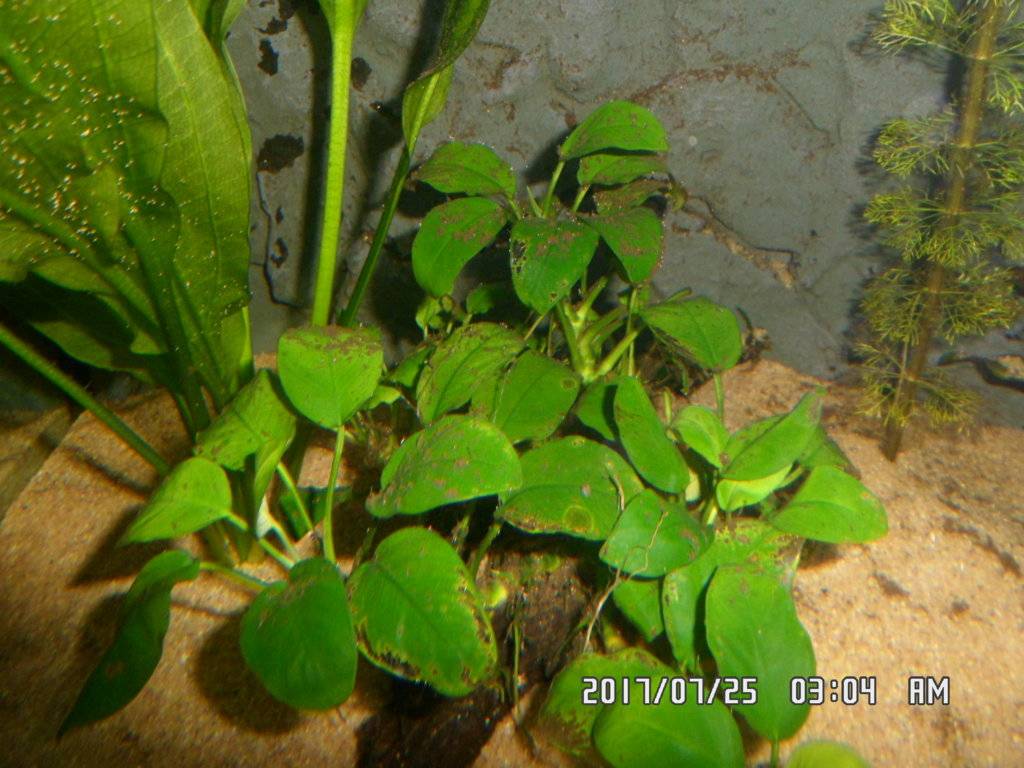 Planten baard alg en zijkant van de achterwand tussen het glas 010.JPG