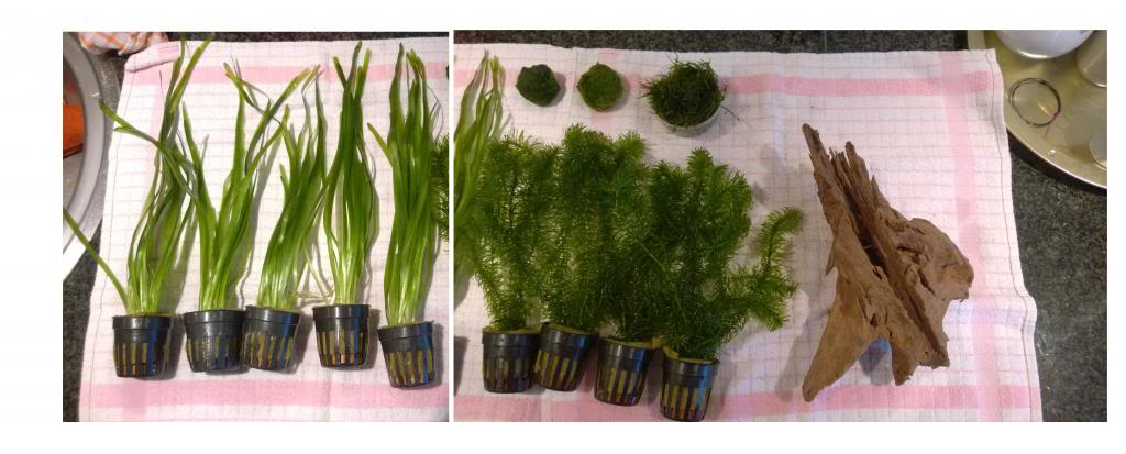 Plantjes_zpsdcb9e532.jpg
