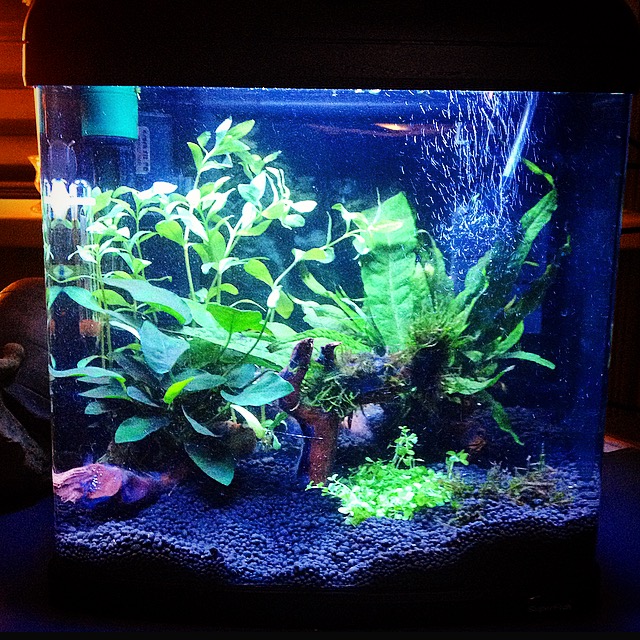 plantjesbak.jpg