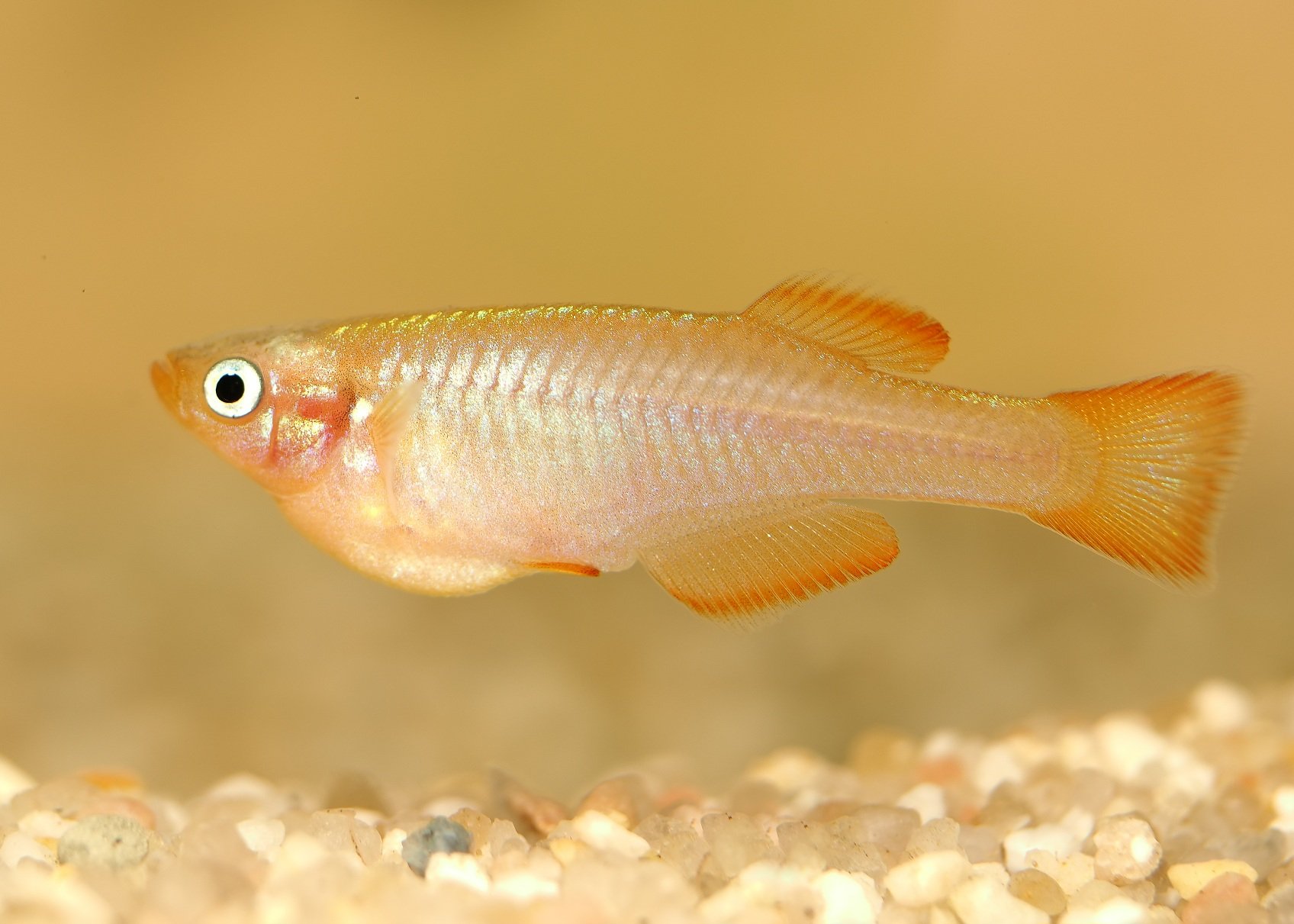 Platypanchax modestus Ntoroko.jpg