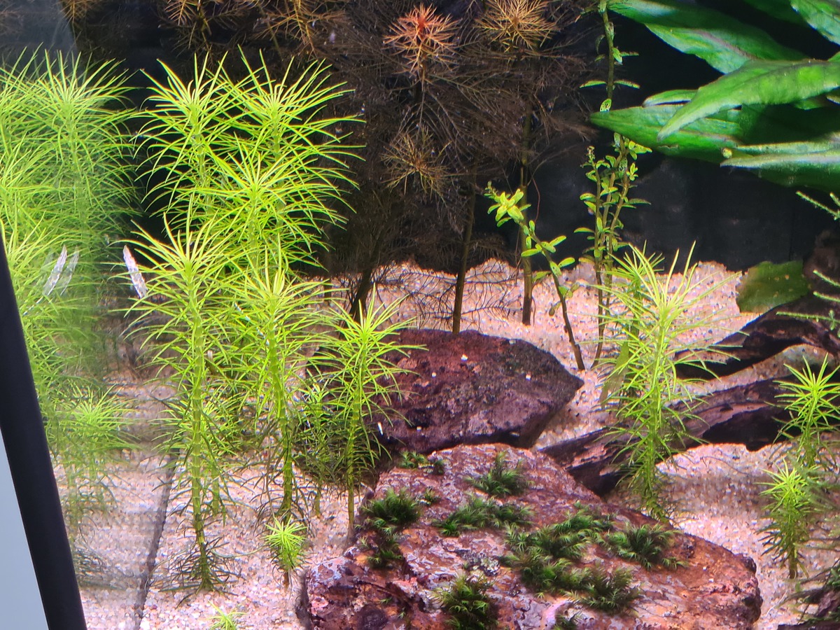 pogostemon-na-lichtverhoging.jpg