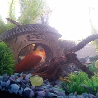Portal fishies.jpg