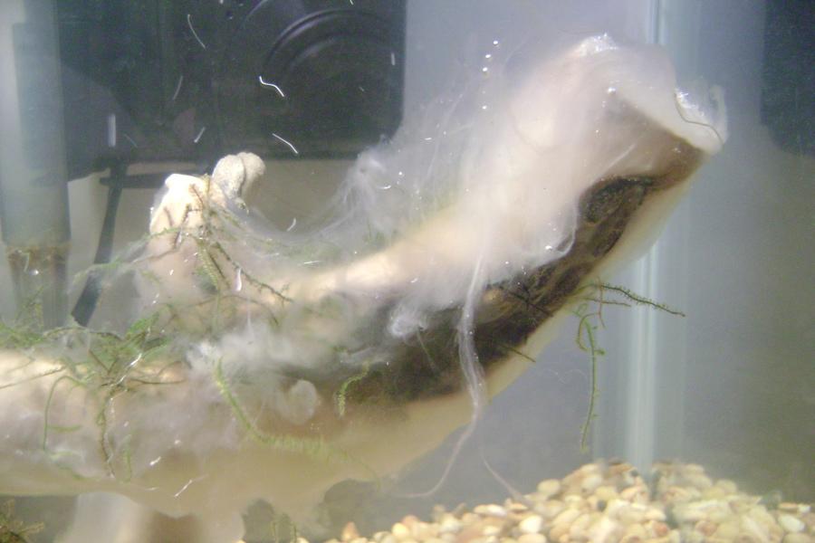 position_1_white_slime_growing_in_aquarium_-see-here.jpg