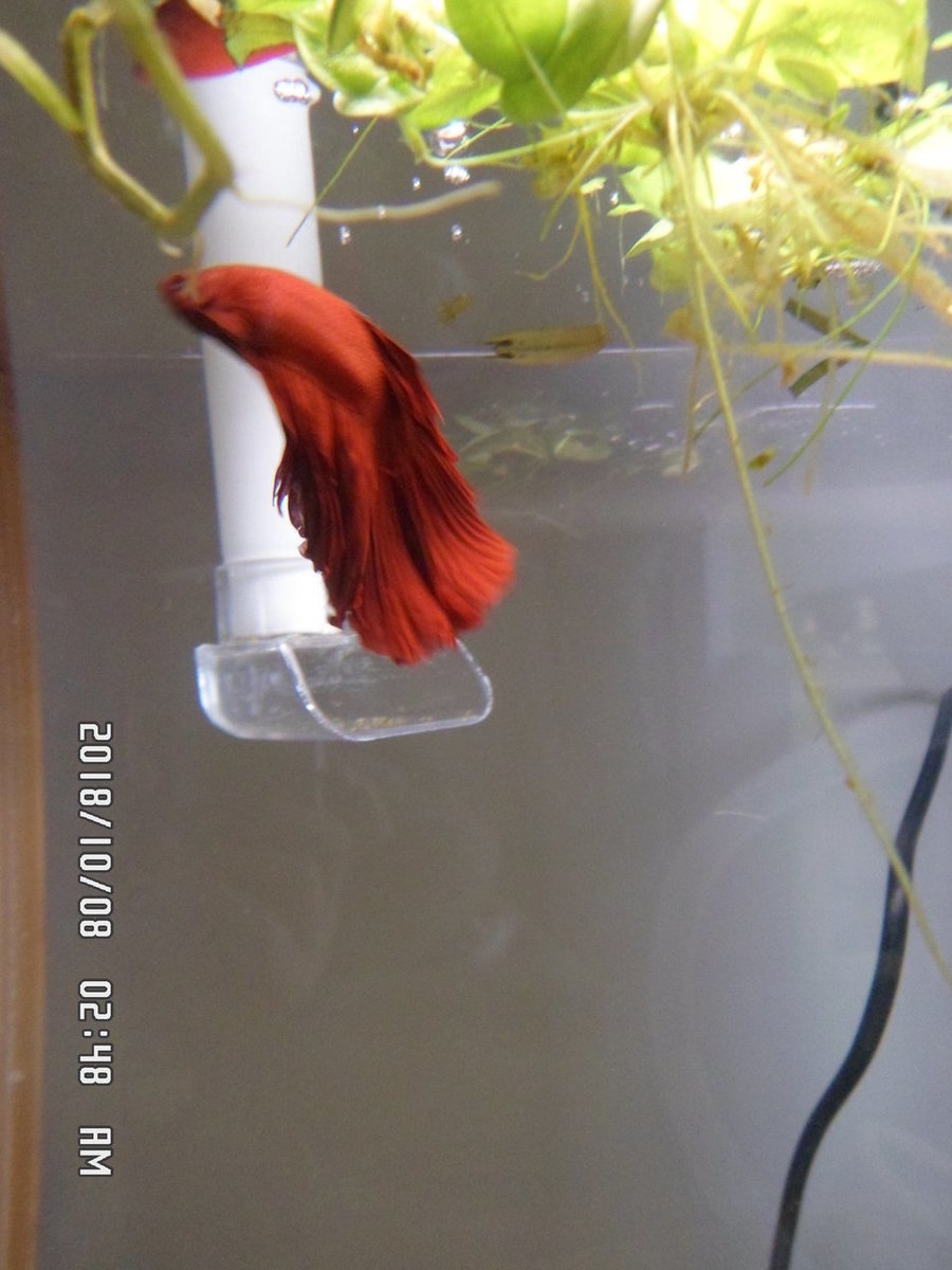 Prachtige rode betta vis 004.JPG