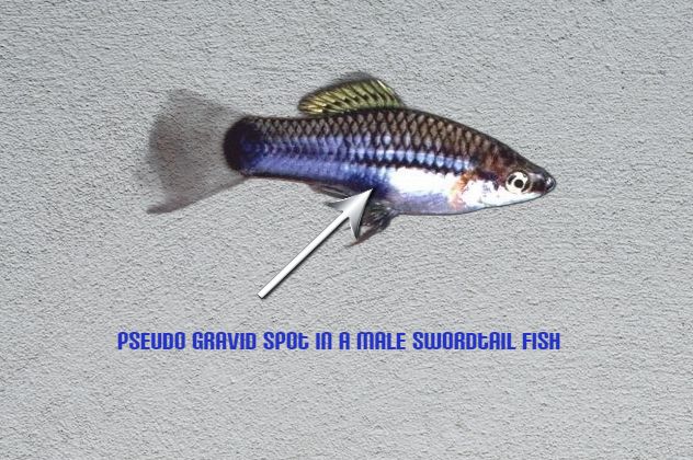 pseudo gravid spot in a male swordtail fish.jpg