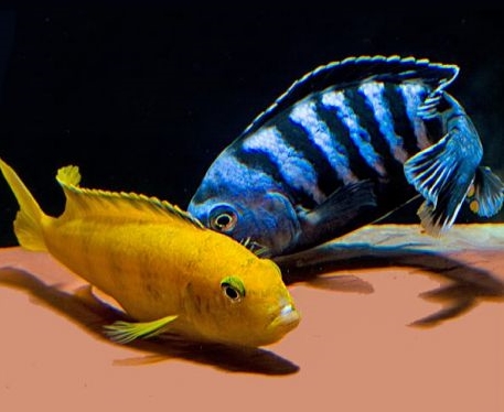 pseudotropheus-saulosi-4-5cm.jpg