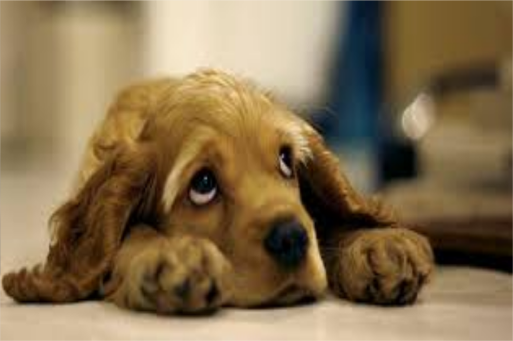 Puppyeyes.png