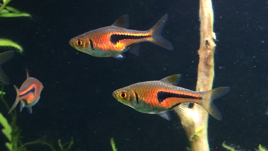 Pv-s9sMvsLQzG_ewIVSY2pnLEbmZd_D_.png Pv-s9sMvsLQzG_ewIVSY2pnLEbmZd_D_.png