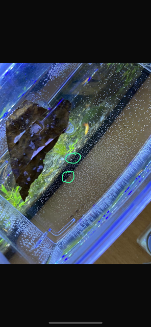 Rasbora Galaxy eitjes.PNG