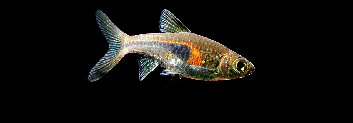 Rasbora_hengeli.jpg