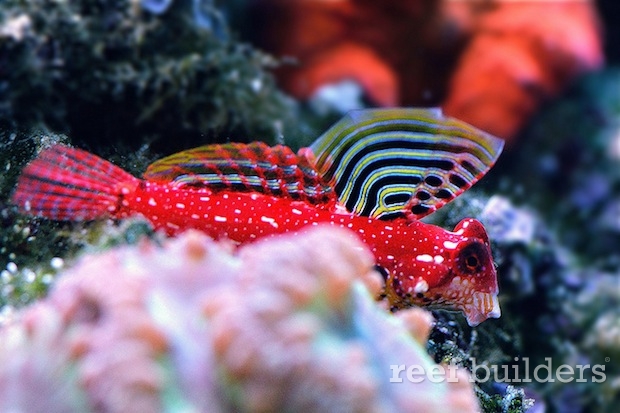 red-ruby-dragonet.jpg