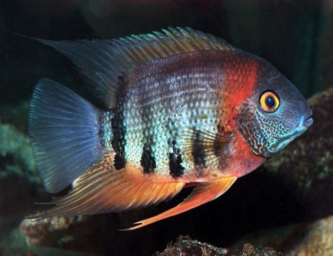 Red-Shoulder-Severum-Cichlid-Freshwater-Fish.jpg