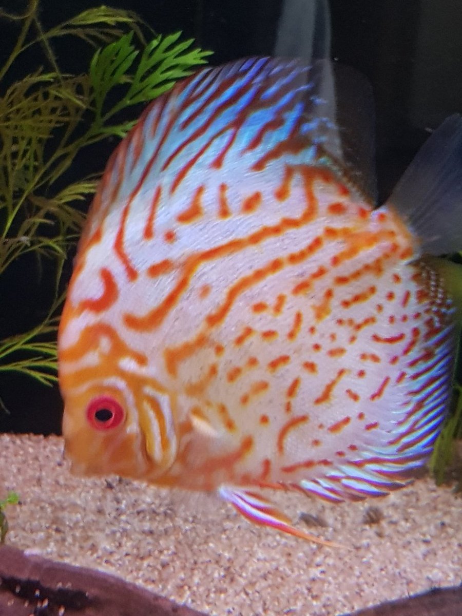 Red Stardust 3.jpg