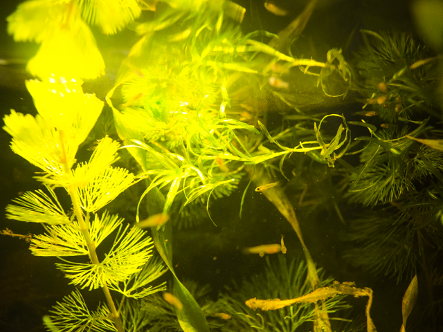 RedChestbabies_zps045a6b39.png
