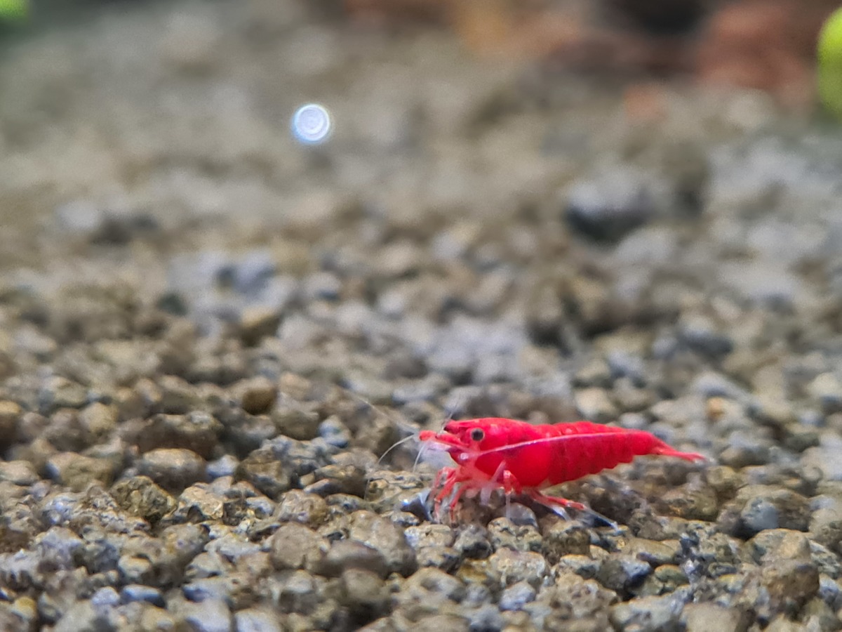 RedSakura2.jpg
