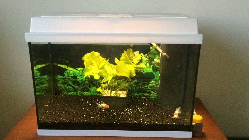 rekord 600 te koop (1).JPG