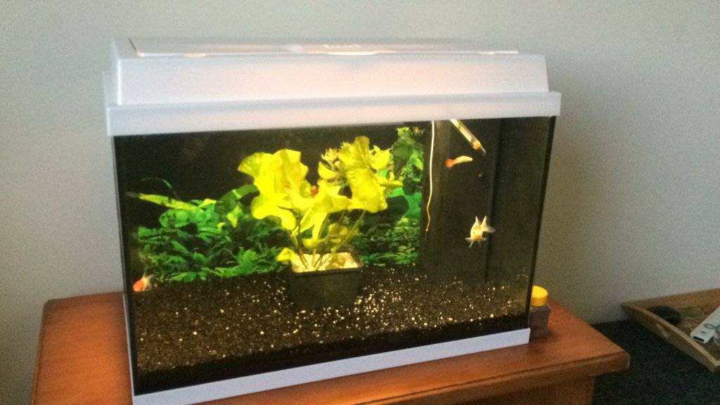 rekord 600 te koop (2).JPG