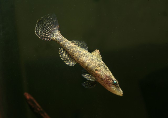 Rhinogobius.jpg